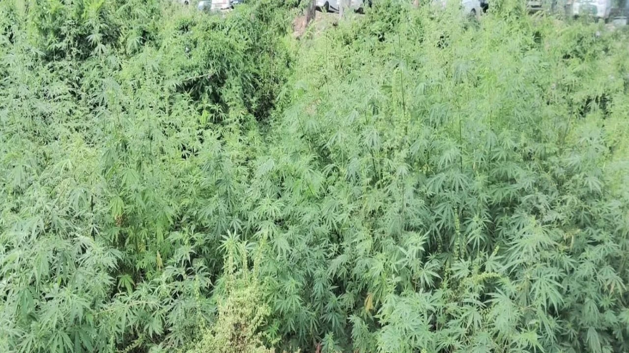 भांग के पाैधे।