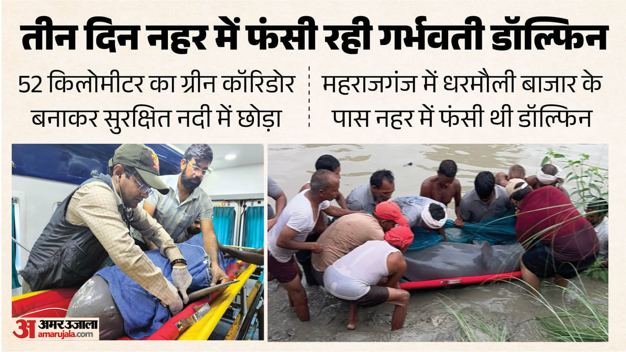 dolphin trapped in canal for three days safely released into the Rapti River via a green corridor Maharajganj