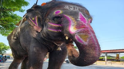 Crisis Before Aug 10: Is Shyamu Elephant Really Sick Or Is It A Conspiracy Against Mahakal's 46