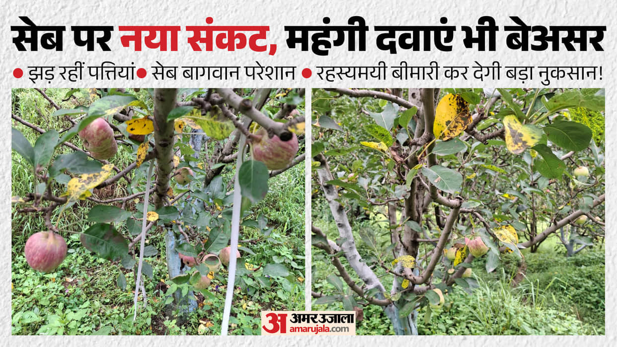 apple disease himachal kotkhai apple leaf yellowing marssonina alternaria