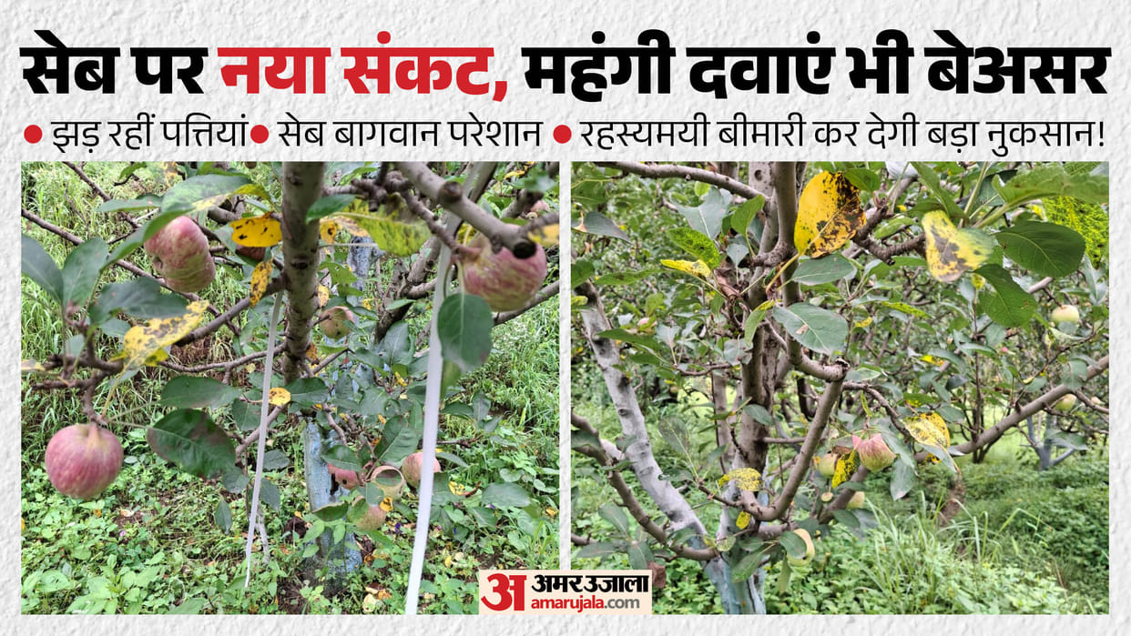 apple disease himachal kotkhai apple leaf yellowing marssonina alternaria