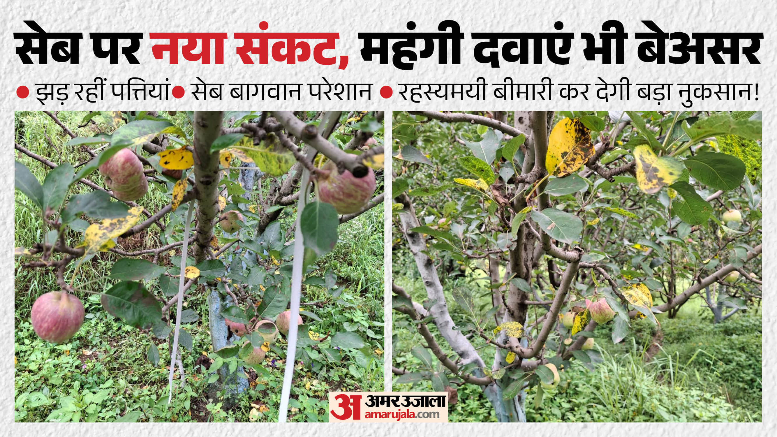 सेब की लाली पर पीला संकट