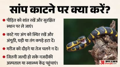 How Deadly Is the Krait Snake Allegedly Used by Wife to Kill Husband? How Many Snakebite Cases Occur Every Yea