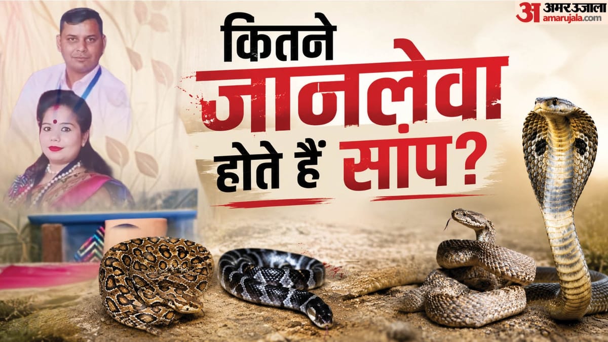 जिस करैत से पत्नी ने पति को मारा वो कितना घातक, सांप के डसने और मौत के हर साल होते हैं कितने मामले?