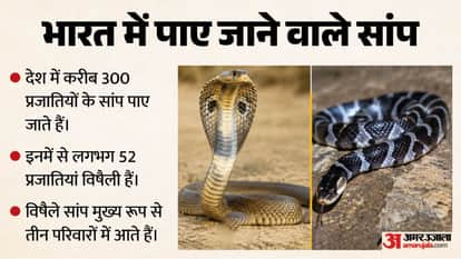 How Deadly Is the Krait Snake Allegedly Used by Wife to Kill Husband? How Many Snakebite Cases Occur Every Yea