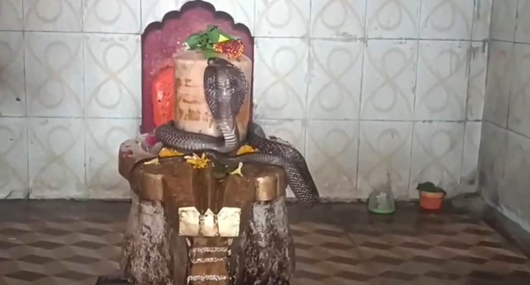 शिवलिंग से लिपटा दिखाई दिया नाग