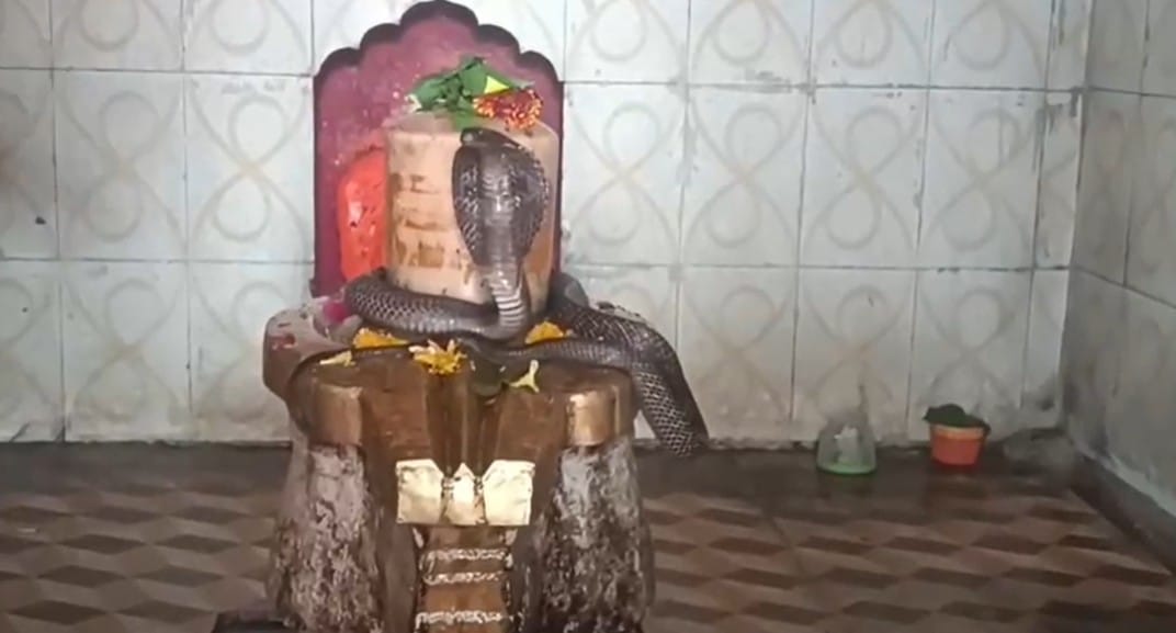 शिवलिंग से लिपटा दिखाई दिया नाग