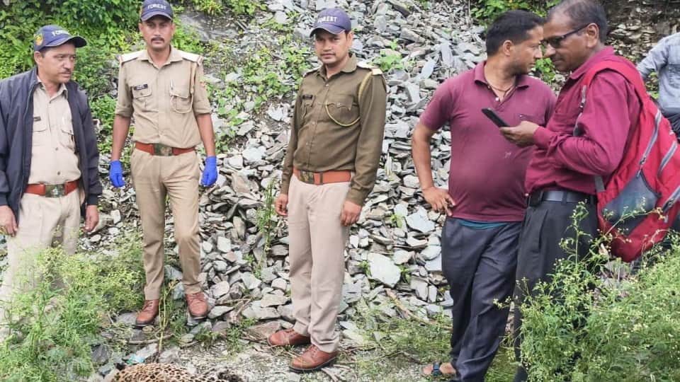 गुलदार की मौत