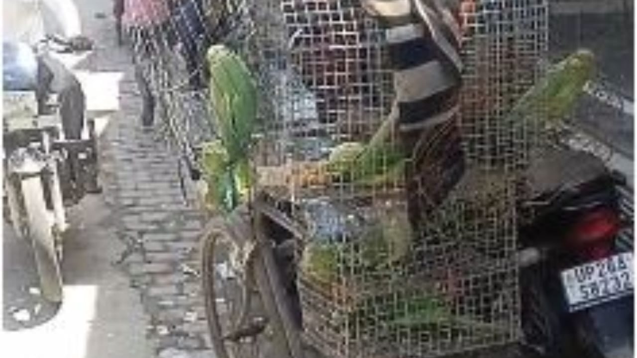 पिंजरे में बंद तोते