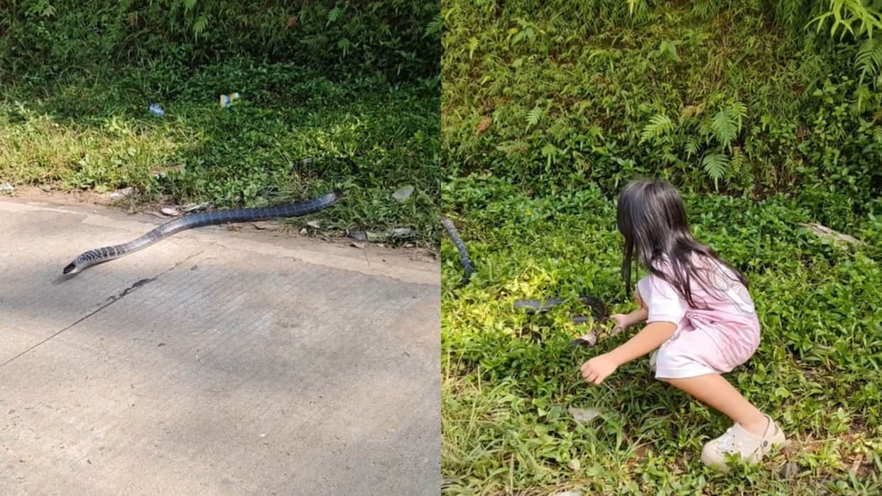 Little girl tries to grab a copperhead racer snake video goes viral on social media