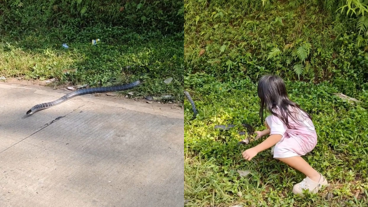 Little girl tries to grab a copperhead racer snake video goes viral on social media