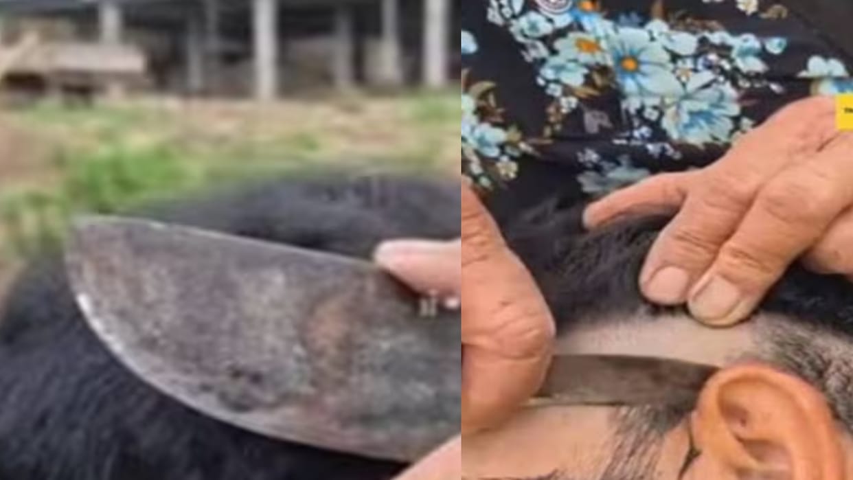 viral arunachal Pradesh grandmother cuts hair with traditional dao unique haircut viral video