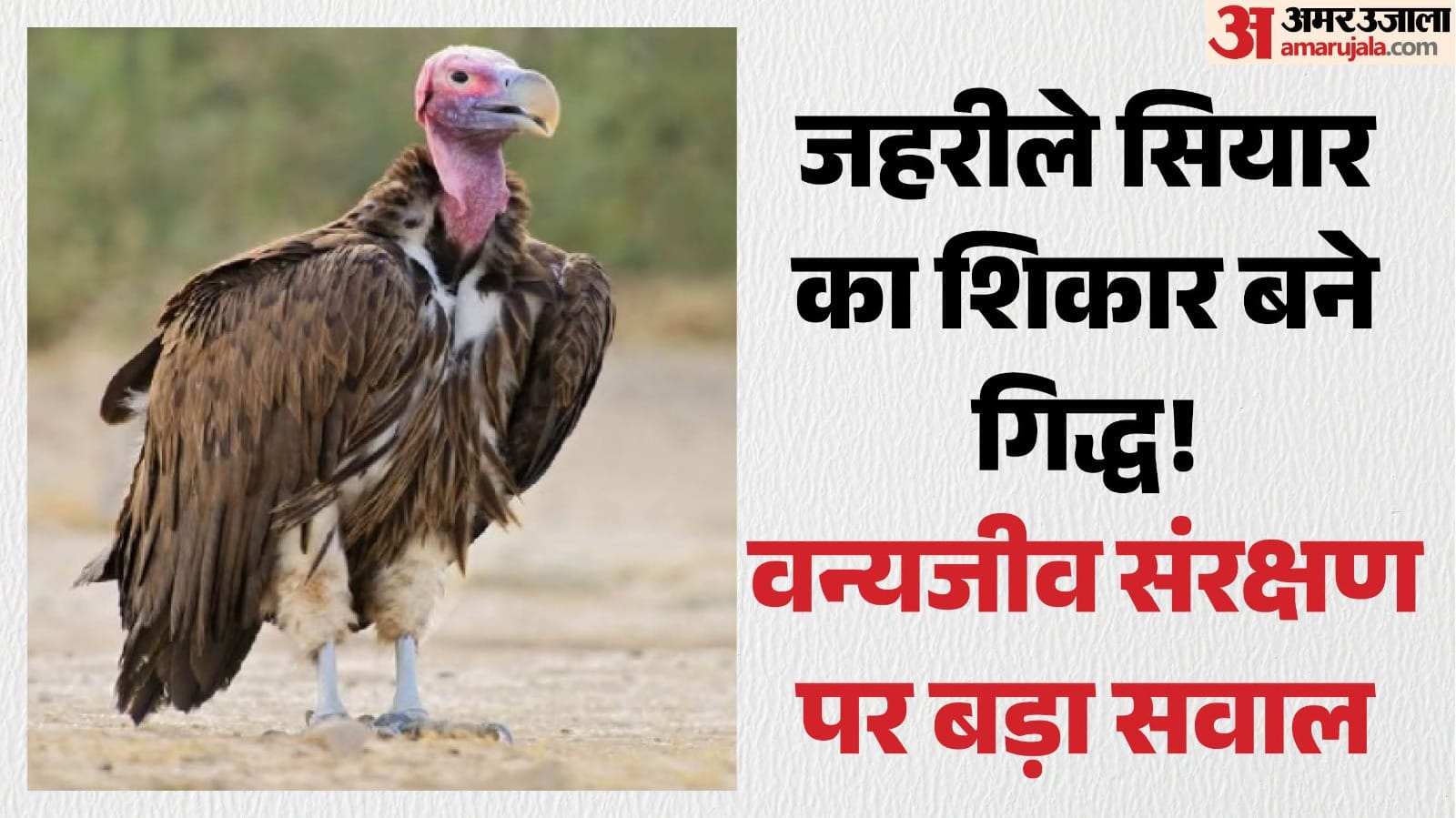 आठ दुर्लभ गिद्धों की मौत।