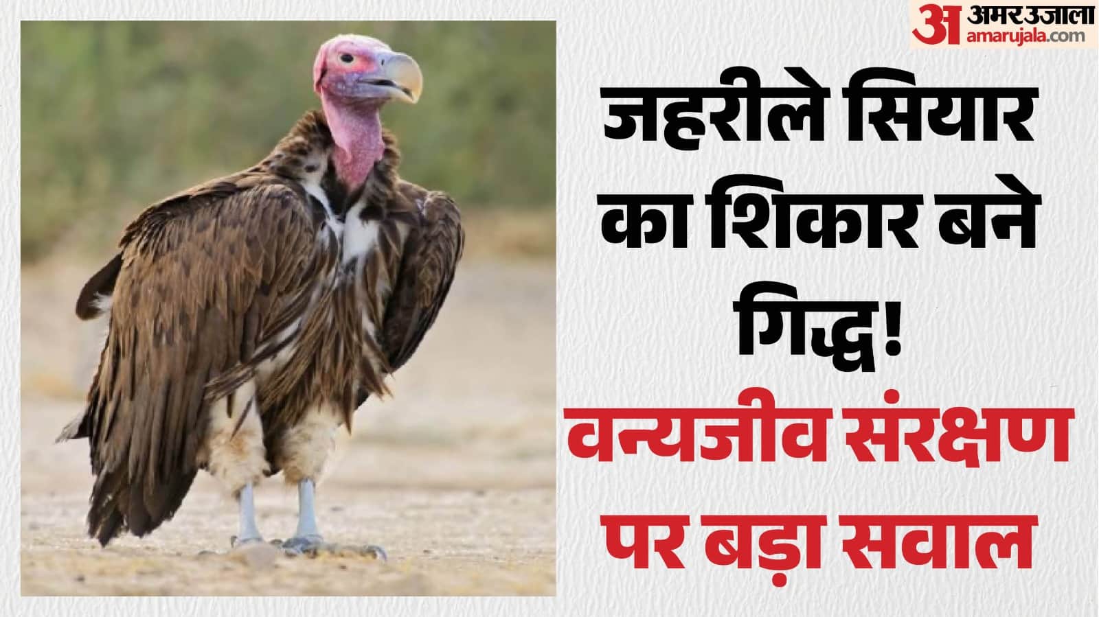 आठ दुर्लभ गिद्धों की मौत।