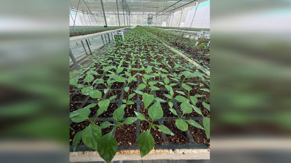 Indo-Israeli Technology-Based Vegetable Seedlings Promise Higher Yield and Better Income