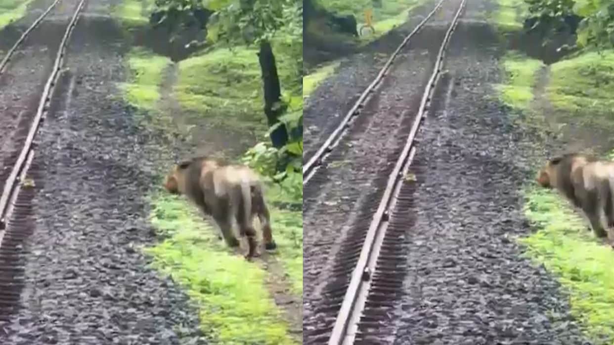 viral Asian lion saved after loco pilot applies emergency brake on rail track in Junagadh gir