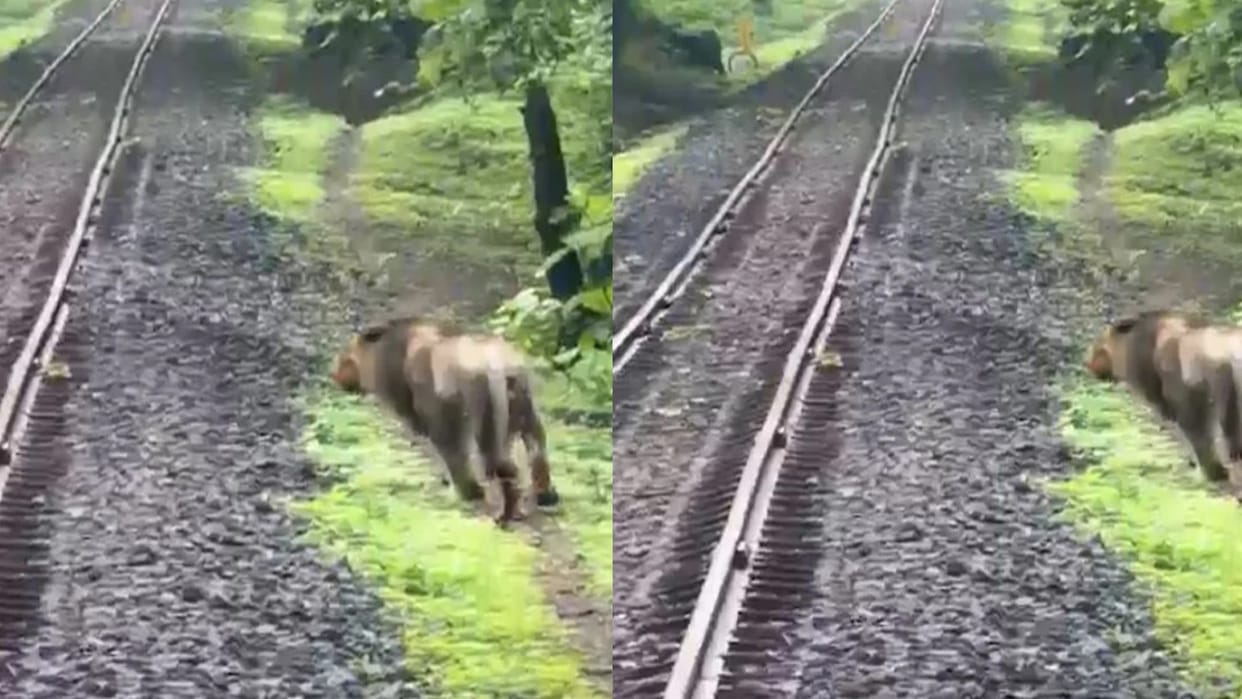 viral Asian lion saved after loco pilot applies emergency brake on rail track in Junagadh gir