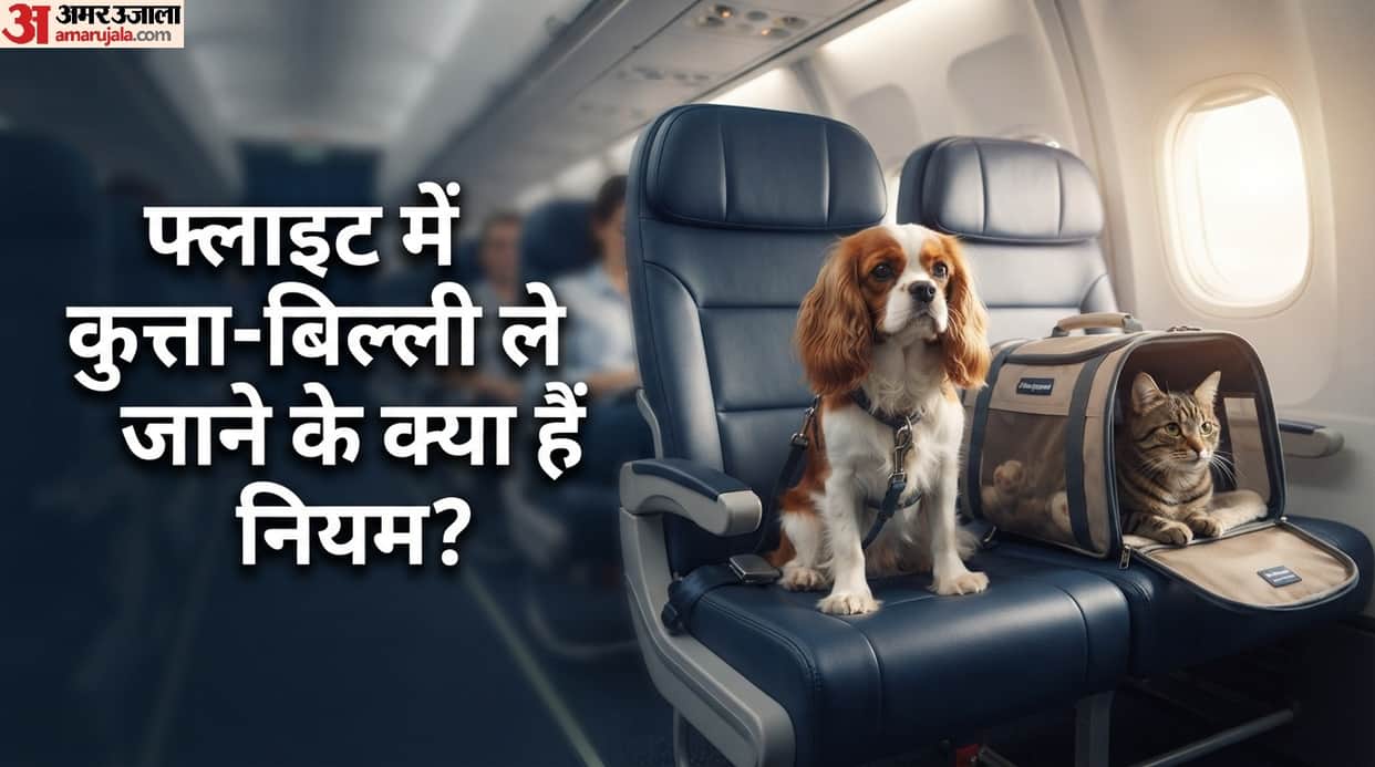 Can you take a pet dog or cat on a flight or not plane mein dog cat le ja sakte hain ya nahi amar ujala news