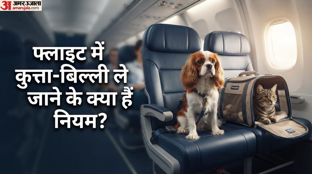 Can you take a pet dog or cat on a flight or not plane mein dog cat le ja sakte hain ya nahi amar ujala news