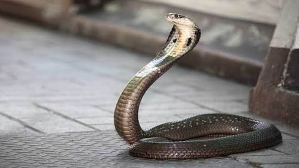 Woman dies after being bitten by a cobra while looking at her mobile phone