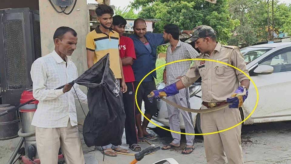 Meerut: Snake enters Sub-Inspector's car; safely removed after a two-and-a-half-hour struggle