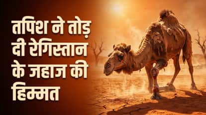 ऊंटों पर भी पड़ा गर्मी का असर