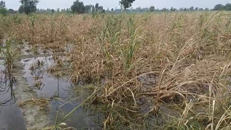Meerut: Waterlogging Threatens Sugarcane and Paddy Crops in Khadar, Farmers Fear Heavy Losses