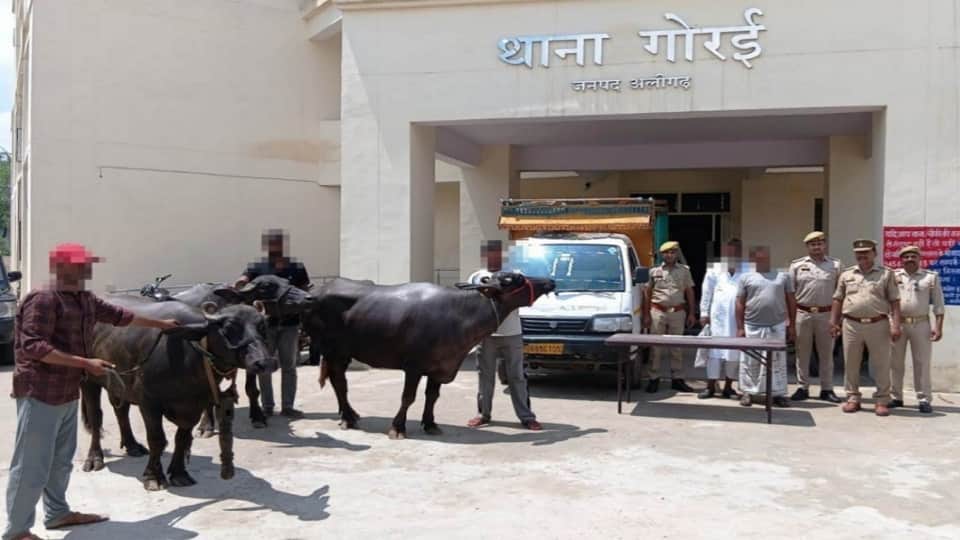 Buffalo thief gang busted in Aligarh