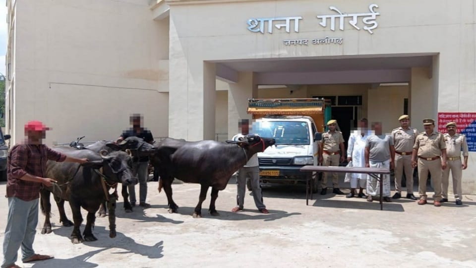 Buffalo thief gang busted in Aligarh