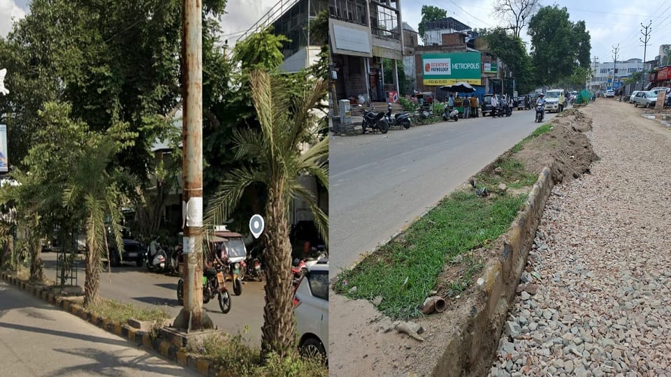 Complaint Filed with CEC Over Uprooting of 45 Palm Trees Without Permission in Agra