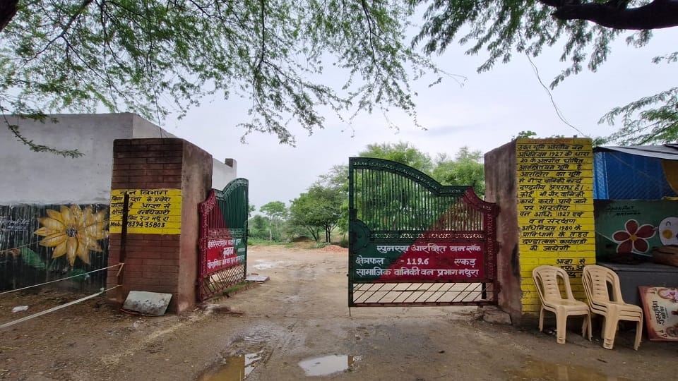 Vrindavan to Replace Invasive Trees with One Lakh Native Saplings