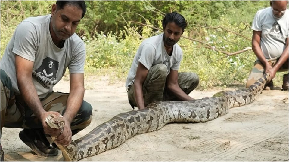 12-Foot Python and Rare Sand Boa Rescued in Agra, Released Safely into the Wild