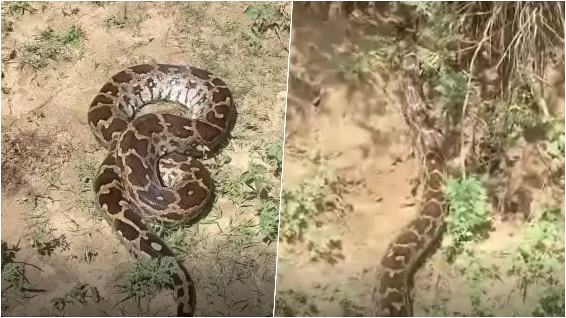 15 फीट लंबा अजगर रेस्क्यू किया