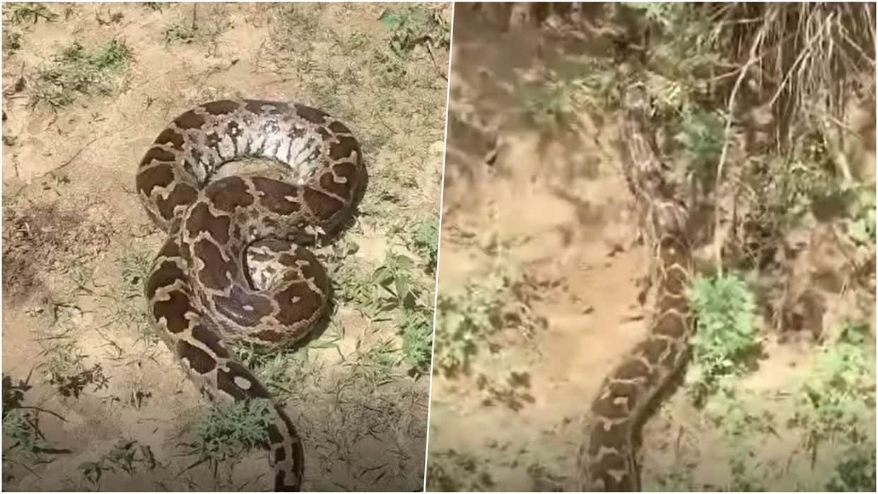 Baran News: Young Girl Narrowly Escapes 15-Foot Python Attack; Villagers Rescue Goat from Its Grip