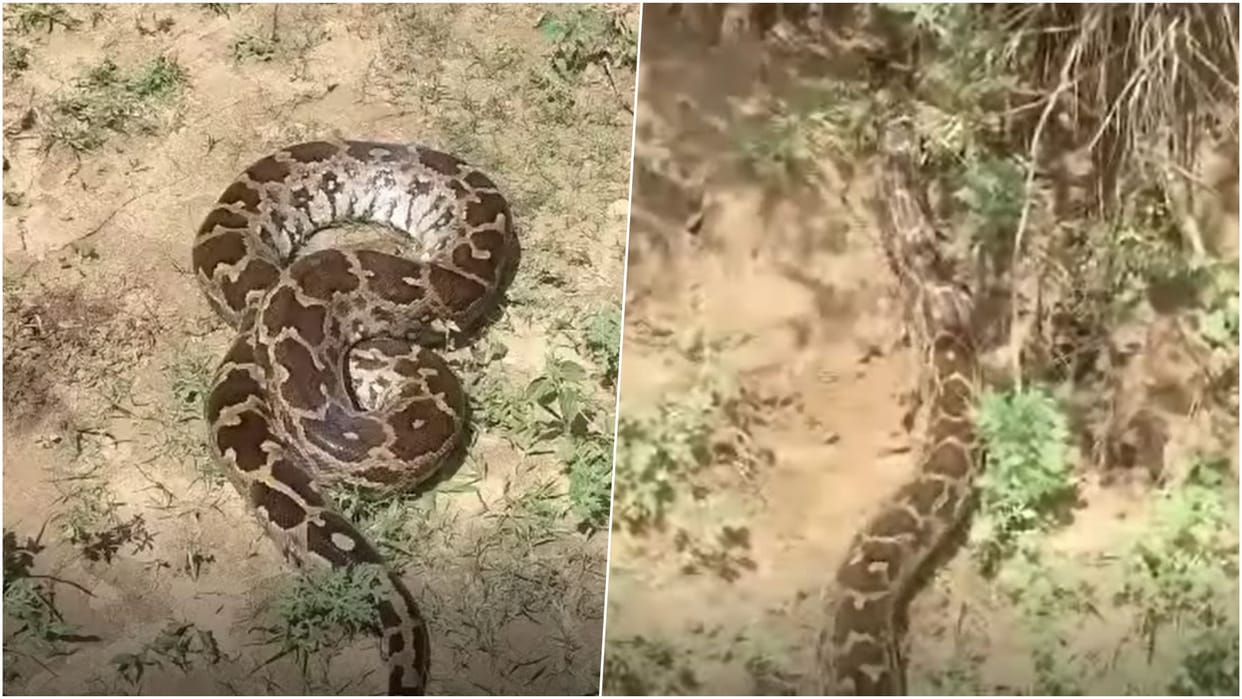 Baran News: Young Girl Narrowly Escapes 15-Foot Python Attack; Villagers Rescue Goat from Its Grip