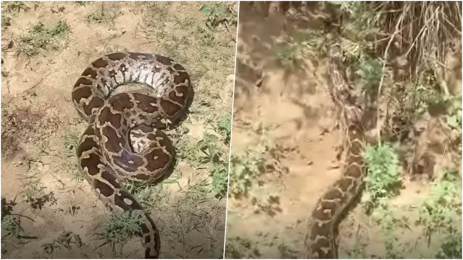 15 फीट लंबा अजगर रेस्क्यू किया