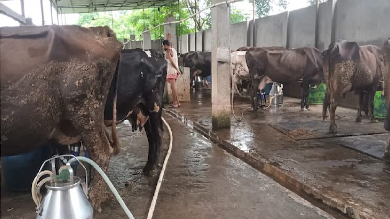 Women's groups in Haryana will be able to secure 500 square yards of panchayat land for dairy operations