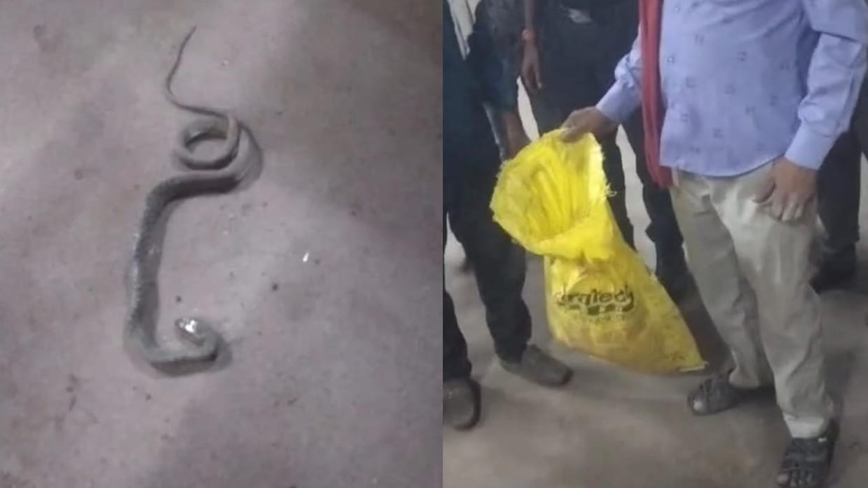 Lalitpur: A five-year-old girl was bitten by a snake while sitting in the courtyard