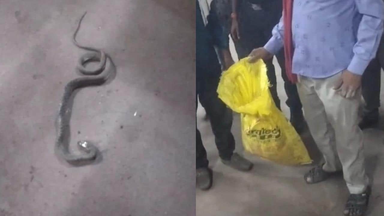 सांप लेकर अस्पताल पहुंचे परिजन।