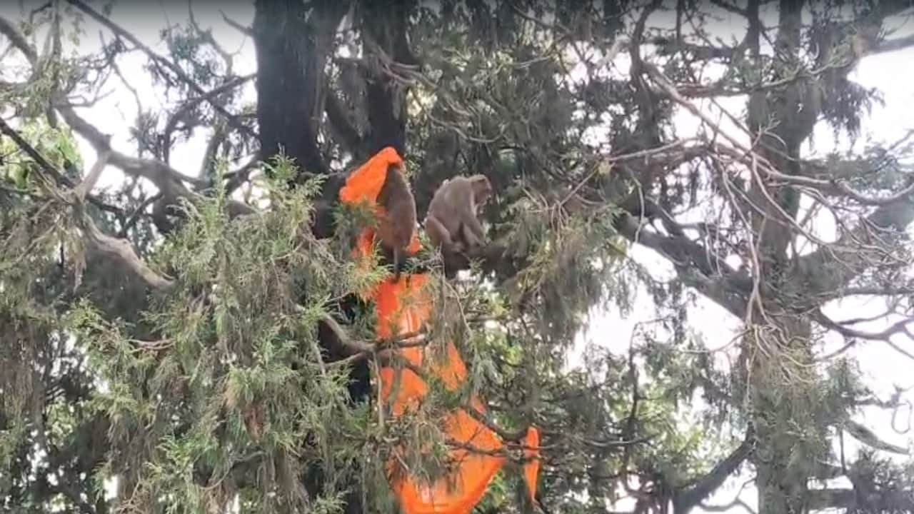 सीटीओ के पास बैठे सैलानी की पगड़ी लेकर पेड़ पर चढ़ गया बंदर।