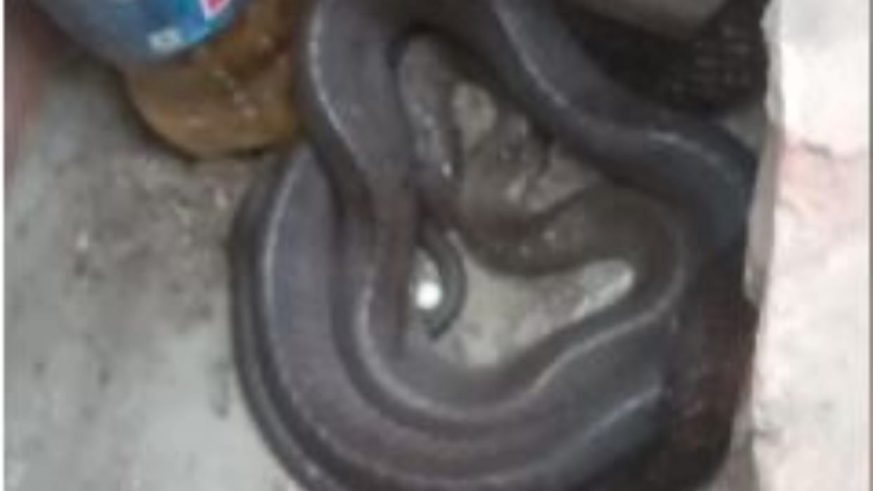 snake reached in temple under construction people have started worshipping it in Budaun