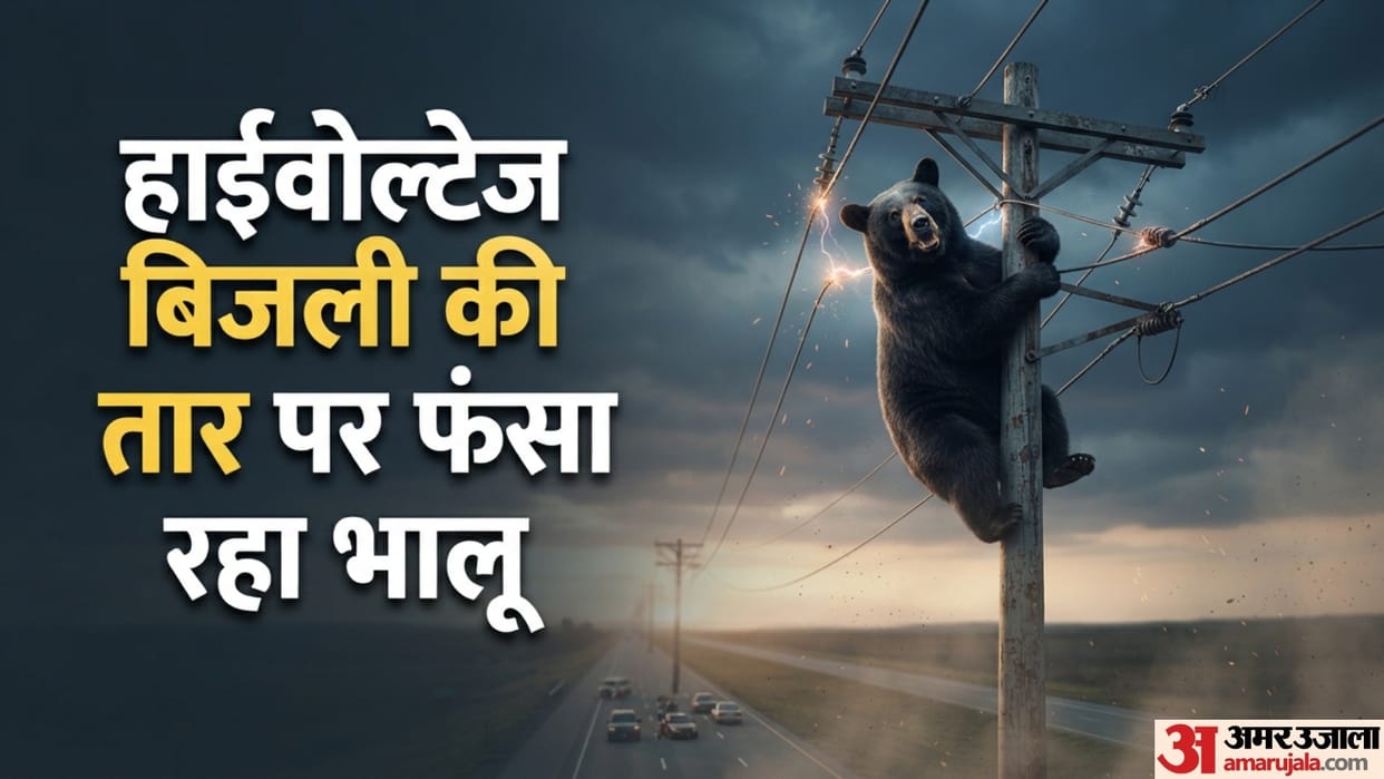 Bear Trapped on 22 Foot Power Pole Dies After Rescue Delay Viral Video Sparks Outrage
