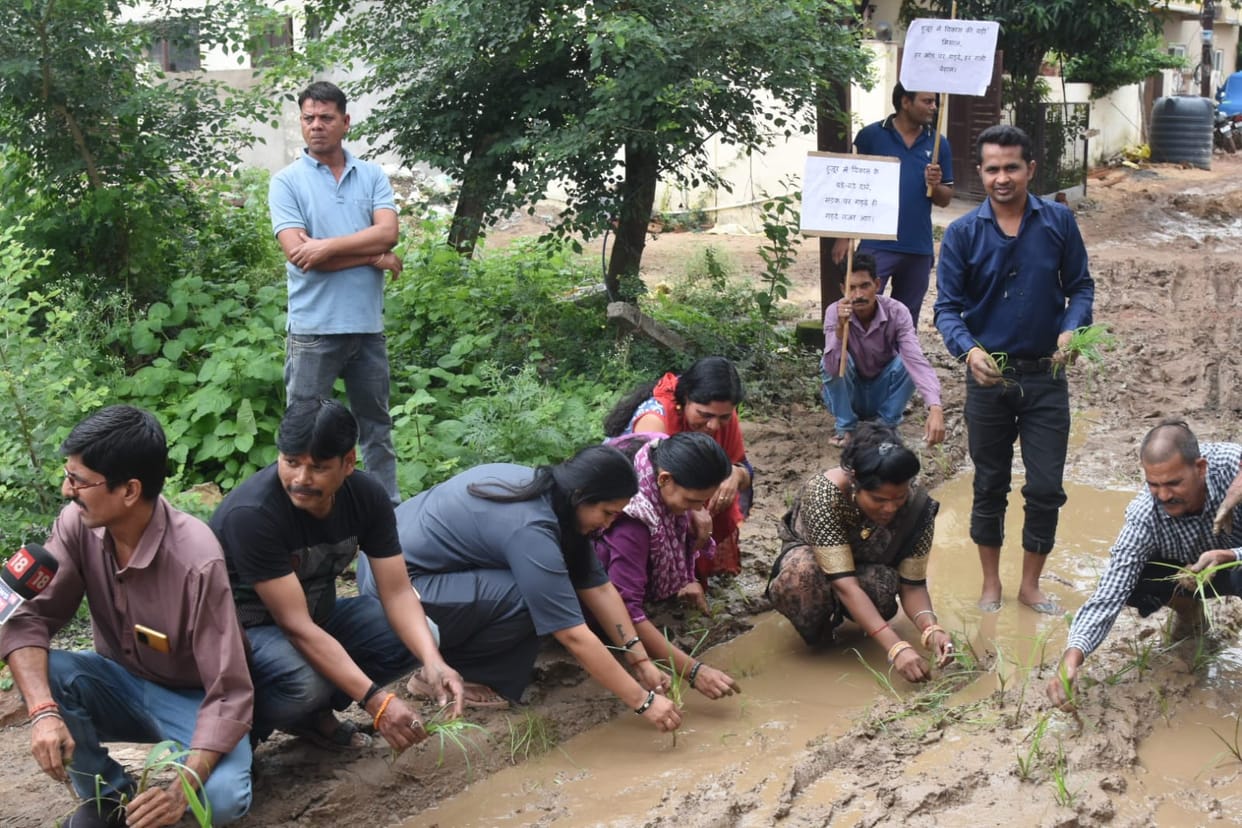 Bhopal: Residents plant paddy on the road in a unique protest against the dilapidated condition of the thoroug