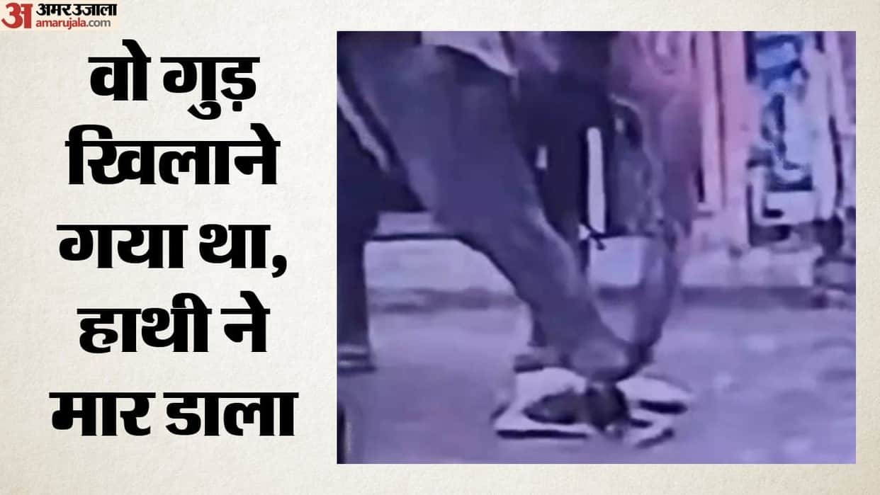 Elephant grabs auto driver with trunk and throws him to the ground