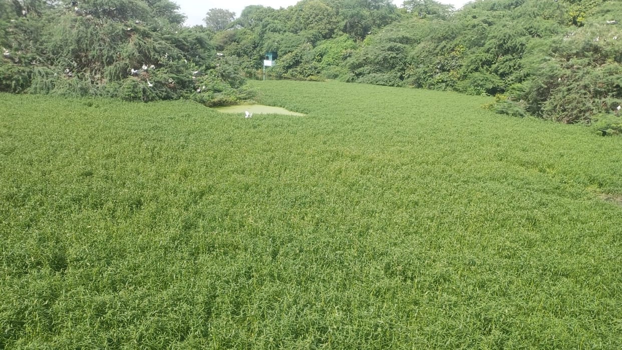 Kanpur Failure to clear water hyacinth blame shifted to Roadways workshop management accused of a cover up