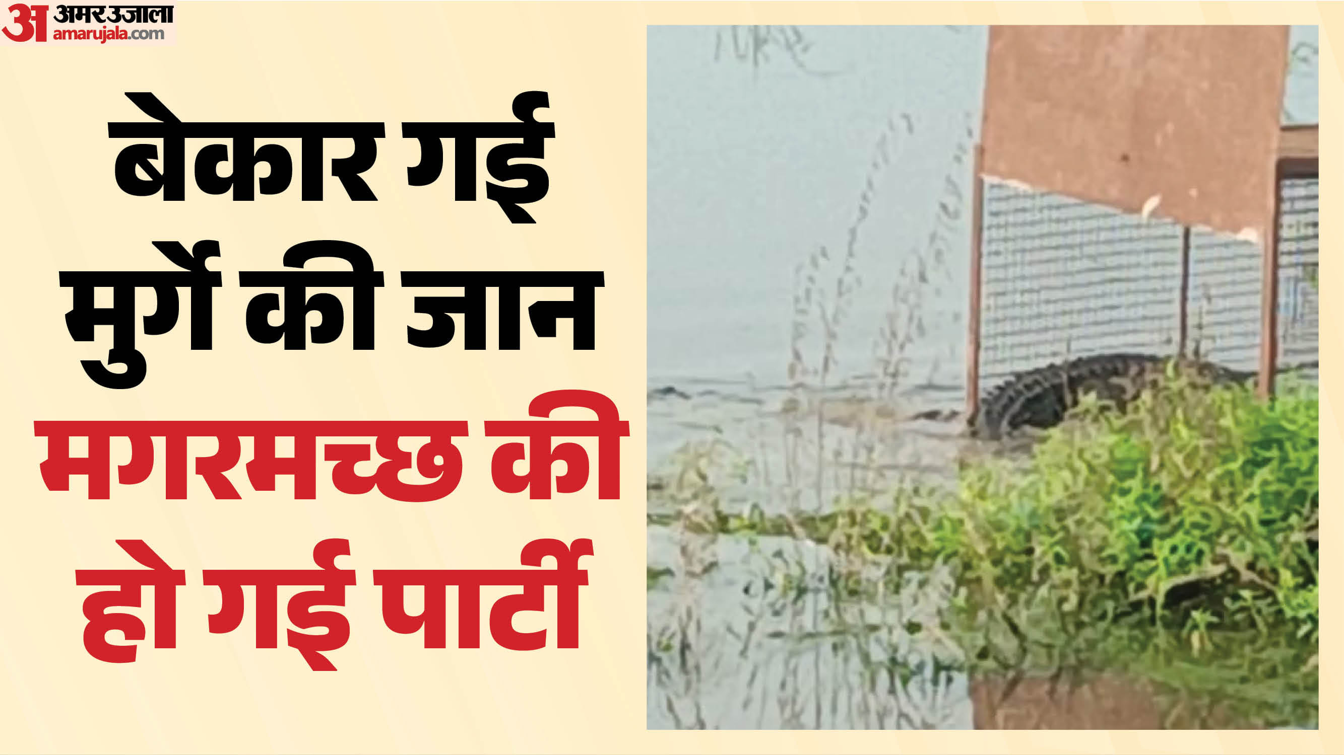 मुर्गा खाकर भागा मगरमच्छ