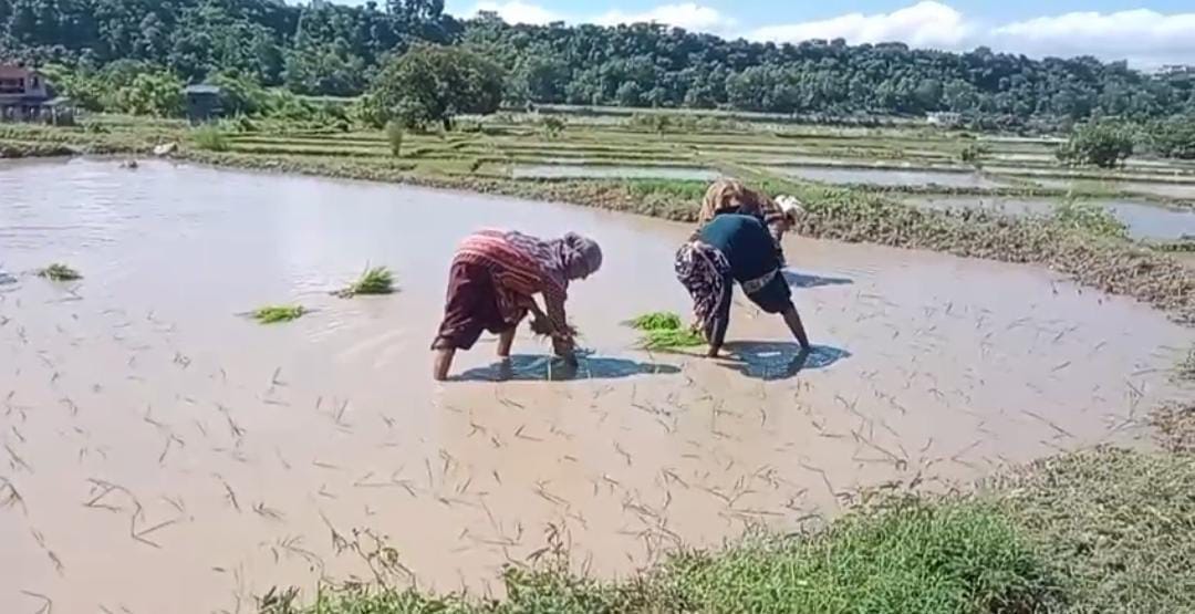 Doon valley to be fragrant with Basmati again 160 farmers cultivation begins on 75 hectares