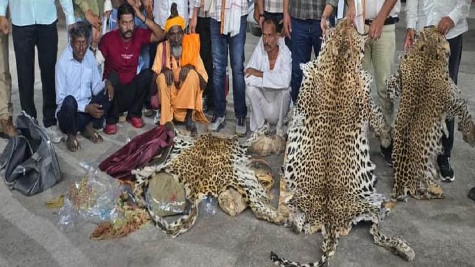 Seized Leopard Skins to Undergo Scientific Examination as Wildlife Smuggling Probe Deepens