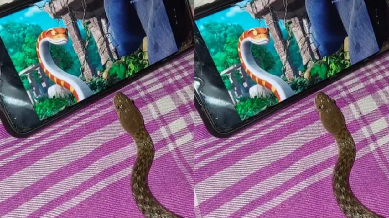 Real Snake Watches Cartoon Beside a Child Bizarre Video Goes Viral on Internet
