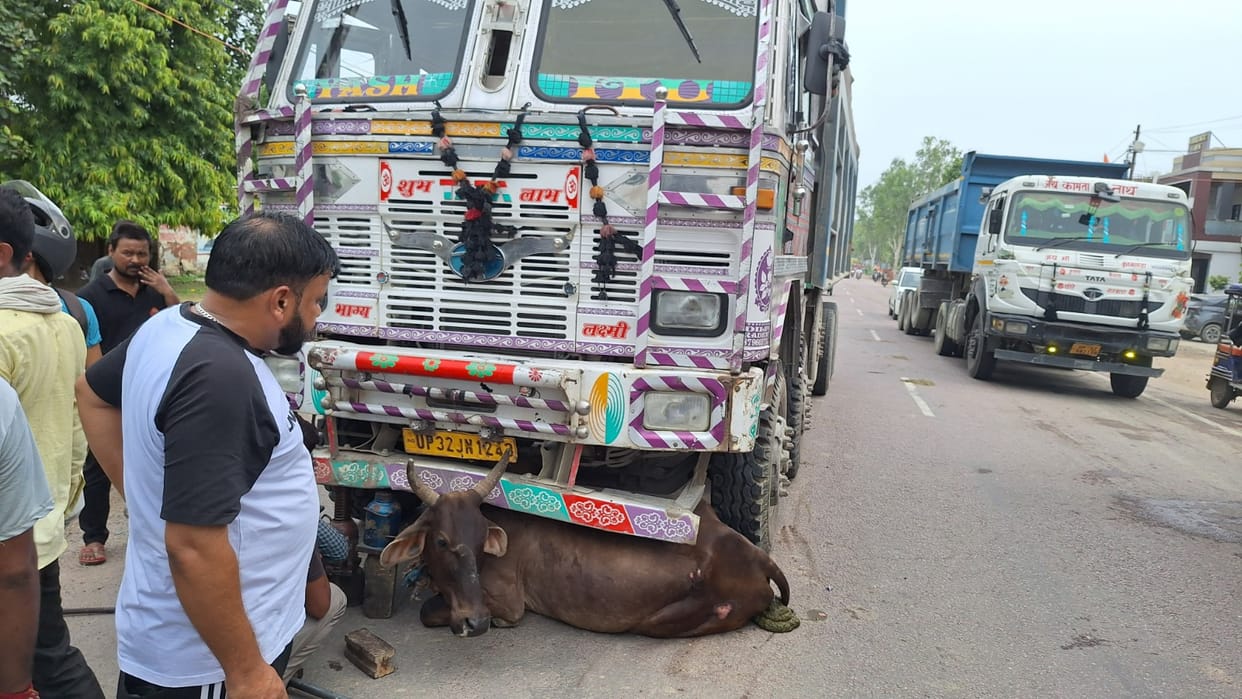 Stray Cattle Injured After Dumper Hit, Rescued with Hydra in Hamirpur